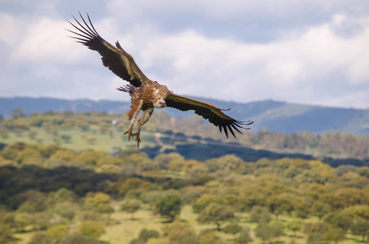 Alojamiento La Canada Monfrague Torrejón el Rubio Zewnętrze zdjęcie
